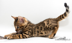 Bengalkatzen Sachsen-Anhalt